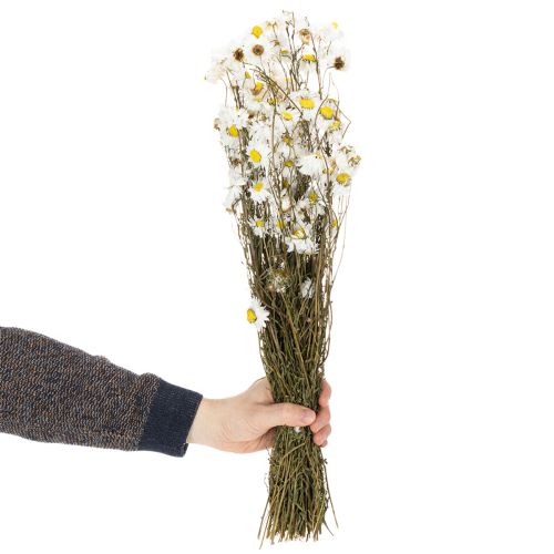 Product Dried Acroclinium flowers, white blossoms, dried floral arrangement, 60cm, 80g