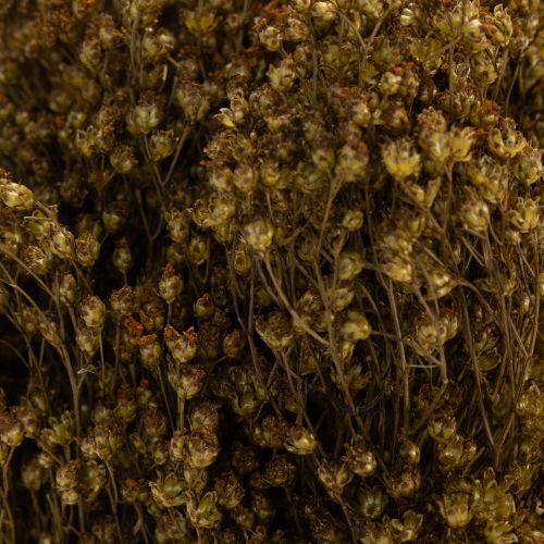 Product Dried flowers Broom Bloom Olive Green 160g 48cm