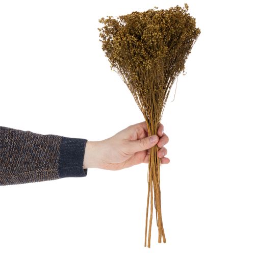 Product Dried flowers Broom Bloom Olive Green 160g 48cm