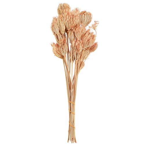 Floristik24 Dried Flowers Decoration Fennel Salmon L50cm Ø4-5cm 100g