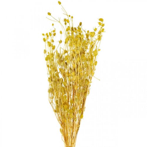 Floristik24 Dried Flowers Yellow Dry Thistle Strawberry Thistle 100g