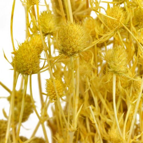 Product Dried Flowers Yellow Dried Thistle Strawberry Thistle 100g