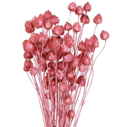 Floristik24 Dried Flowers Pink Dried Thistle Strawberry Thistle Dyed 50cm 100g