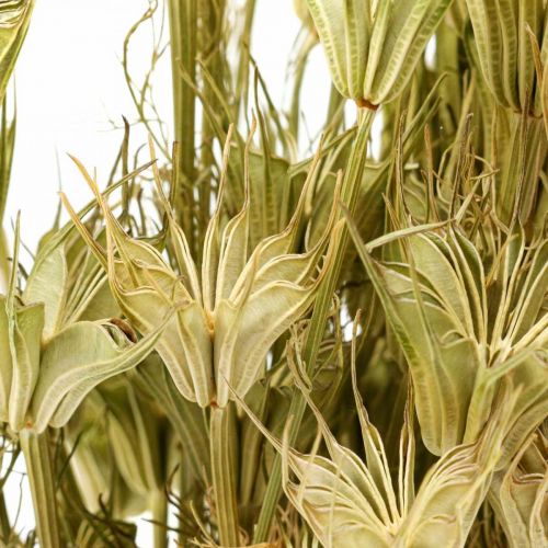 Floristik24 Dried flowers black cumin decoration nature Nigella 50cm 75g