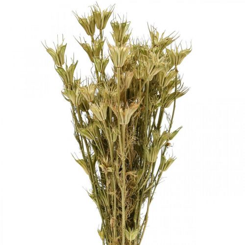 Product Dried flowers black cumin decoration nature Nigella 50cm 75g