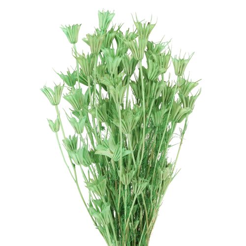 Floristik24 Dried flowers black cumin green nigella 50cm 100g