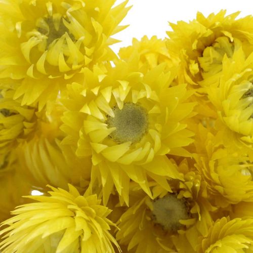 Product Dried flowers cap flowers yellow straw flowers H42cm