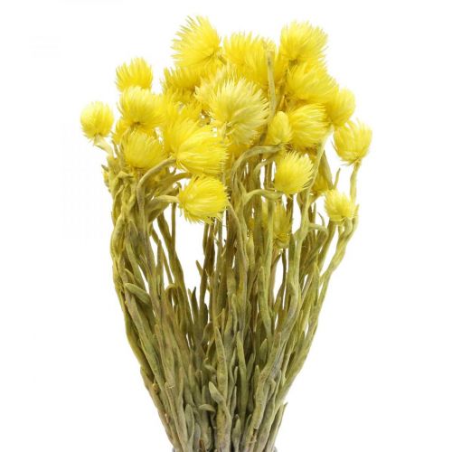Product Dried flowers cap flowers yellow straw flowers H42cm