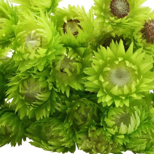 Product Dried Flowers Deco Cap Flowers Straw Flowers Colored H42cm