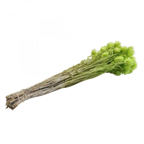 Product Dried flowers cap flowers light green straw flowers H42cm