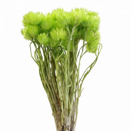 Product Dried flowers cap flowers light green straw flowers H42cm