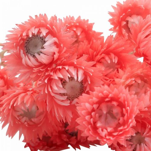 Product Dried flowers cap flowers salmon straw flowers H42cm