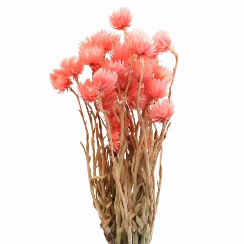 Floristik24 Dried flowers cap flowers salmon straw flowers H42cm