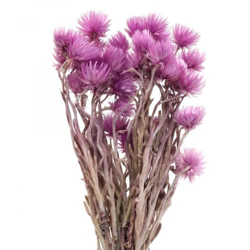 Floristik24 Dried flowers cap flowers purple straw flowers H42cm