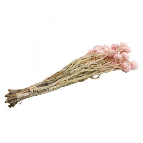 Product Dried flowers cap flowers pink straw flowers H42cm