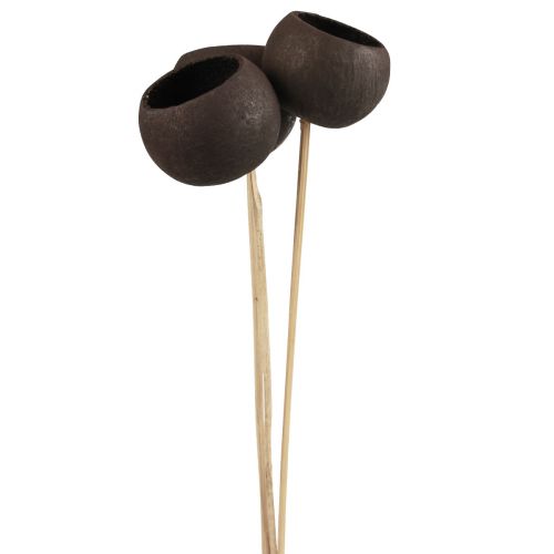 Product Dried flowers decoration bell cups on a stick black 44cm 3 pcs