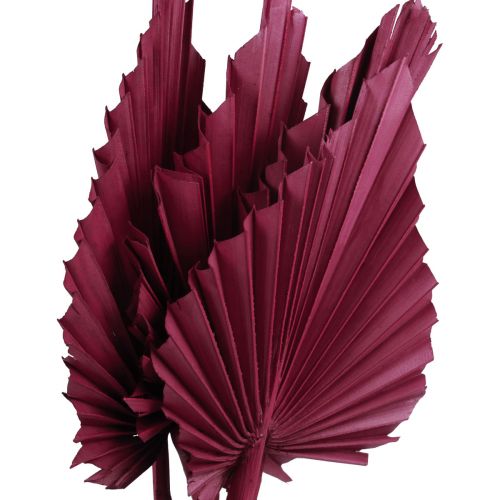 Product Dried flowers decoration, Palmspear dried wine red 37cm 4 pcs