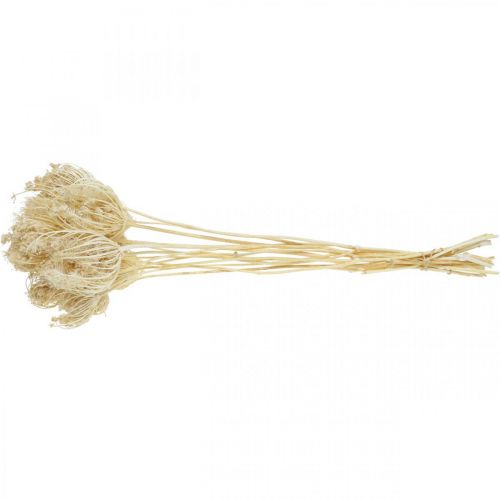 Floristik24 Dried Flowers Fennel Bleached Bunch