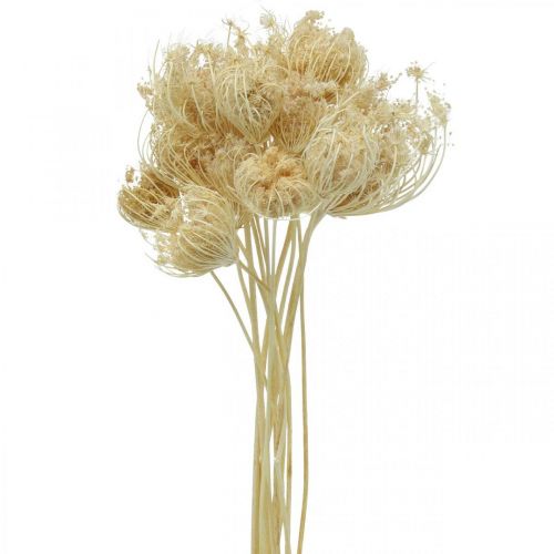 Floristik24 Dried Flowers Fennel Bleached Bunch