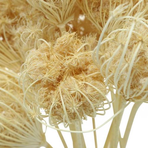 Floristik24 Dried Flowers Fennel Bleached Bunch