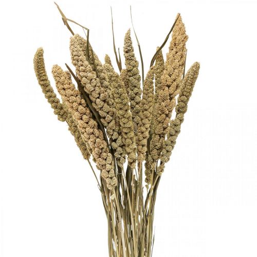 Floristik24 Dried flowers millet grain deco dry floristics 65cm 100g