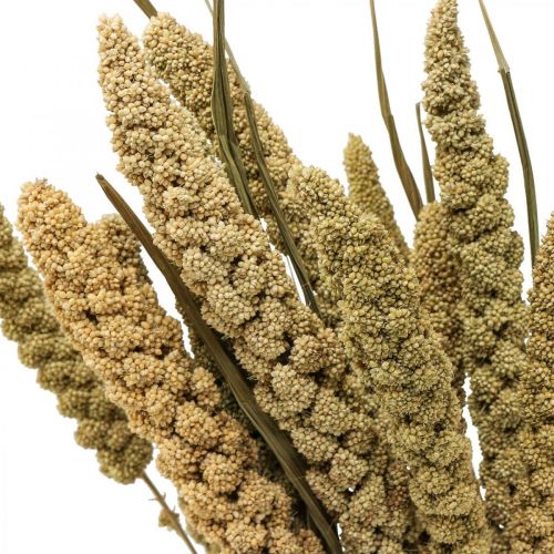 Product Dried flowers millet grain deco dry floristics 65cm 100g