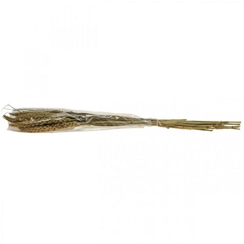 Floristik24 Dried flowers millet grain deco dry floristics 65cm 100g