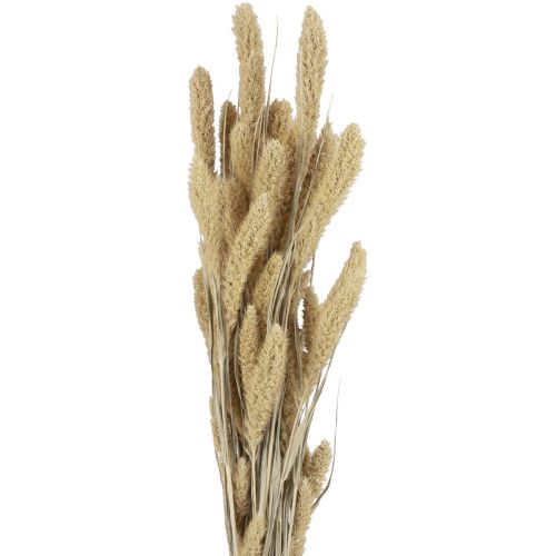 Floristik24 Dried flowers millet natural Setaria bristle millet H40-60cm 60g