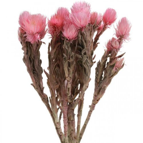 Product Dried flowers Cap flowers Pink straw flowers Dry flowers H30cm