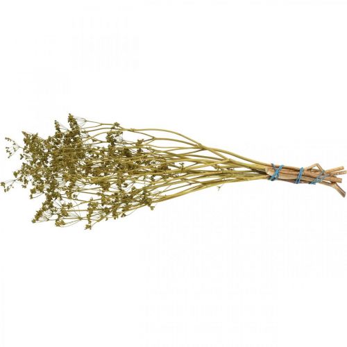 Product Dried flowers real caraway green decoration 55cm bunch with 5 pcs