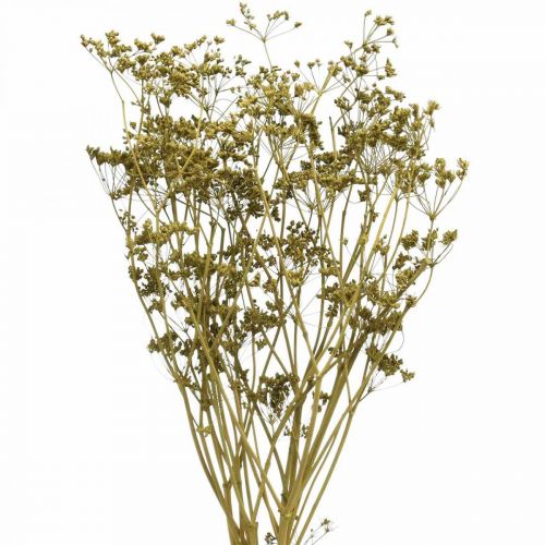 Floristik24 Dried flowers real caraway green decoration 55cm bunch with 5pcs