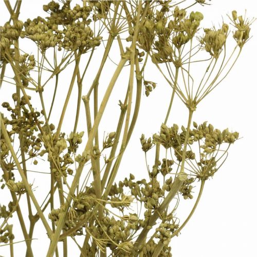 Product Dried flowers real caraway green decoration 55cm bunch with 5pcs