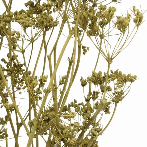 Product Dried flowers real caraway green decoration 55cm bunch with 5 pcs