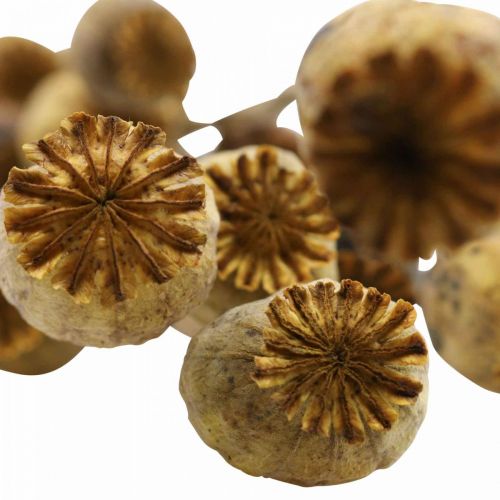 Product Dried flower poppy seed capsule yellow papaver deco poppy 75g