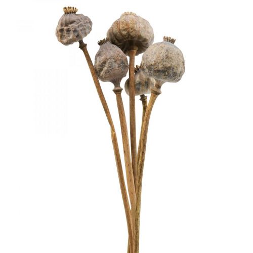 Dried flower poppy capsules large nature deco poppy 5pcs