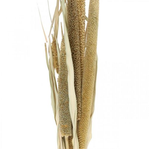 Product Dry floristry Grain Bunch of millet cobs dried 45cm