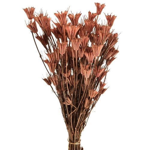 Floristik24 Dried flowers black cumin decoration red brown Nigella 40cm 100g