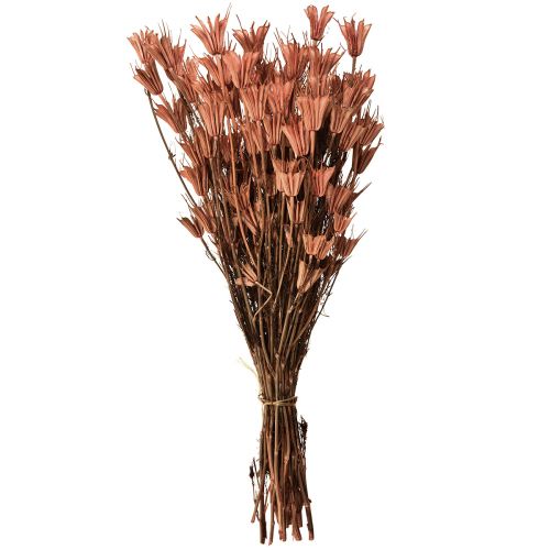 Floristik24 Dried flowers black cumin decoration red brown Nigella 40cm 100g