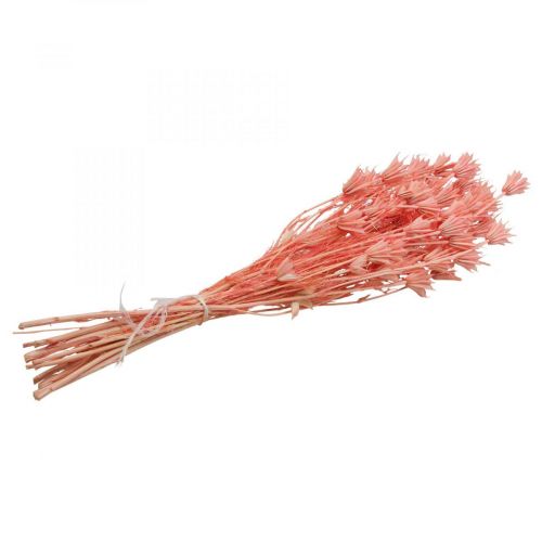 Product Dried flowers black cumin Nigella dried old pink 100g