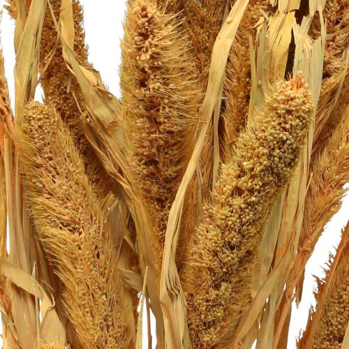 Product Dried flowers, Setaria Pumila, bristle millet orange 72cm 225g