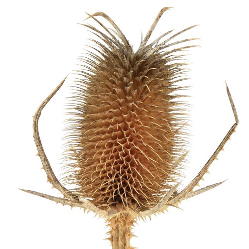 Product Dry decoration teasel thistles wild teasel natural 1kg