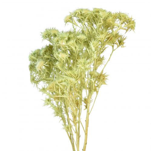 Product Dry decoration wild thistle light green 85g