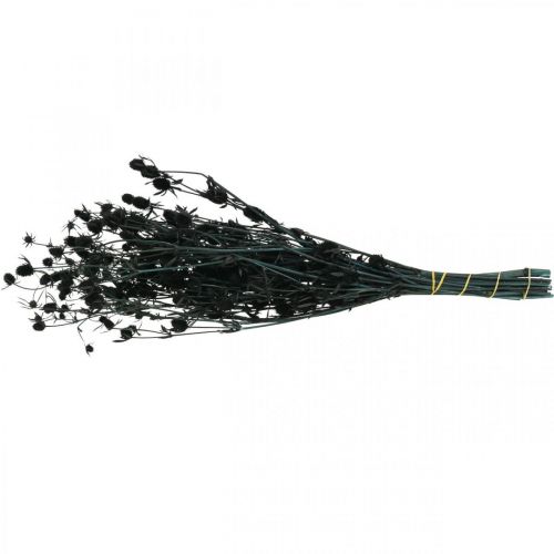 Floristik24 Dried Thistle Black Strawberry Thistle Dried Flowers 100g