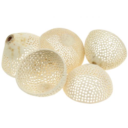 Floristik24 Dried Fruits Bell Cup bleached Funeral Floristry 8.5-11cm 10 Pcs