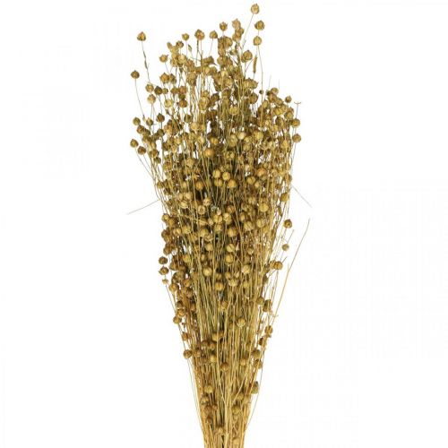 Floristik24 Dried Grass Dried Flax Olive Green H50–55cm 80g