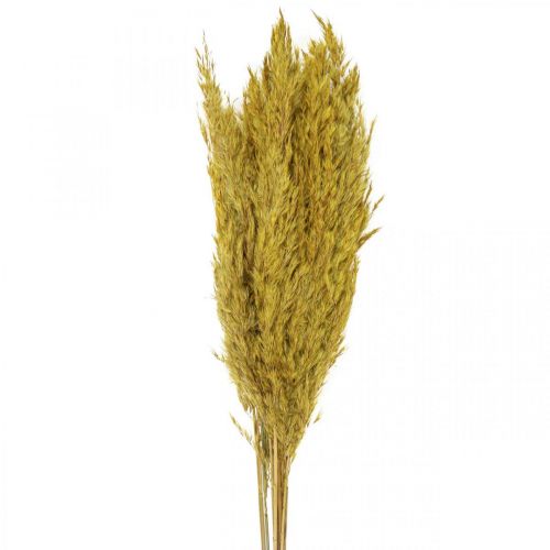 Product Dried grass reed grass decoration dried yellow 70cm 10 pcs