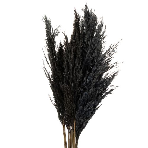 Floristik24 Dry grass, reed grass, black, 70cm, decorative trend, 10 pieces