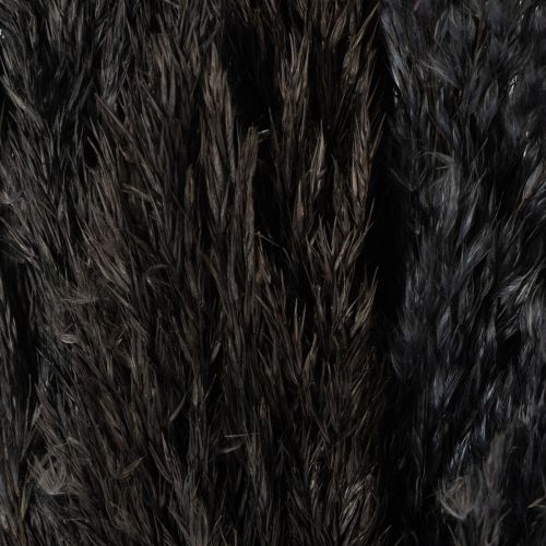 Product Dry grass, reed grass, black, 70cm, decorative trend, 10 pieces