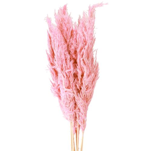 Floristik24 Dried Grass Reed Grass Dried Decorative Grass Pink 70cm 10 Pcs