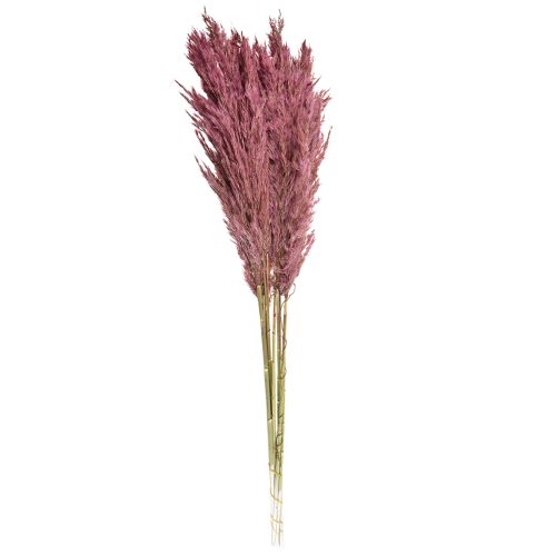Natural Dried Reed Grass in